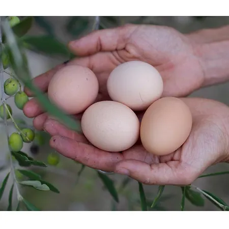 Bauernhof Agriturismo Andreini *